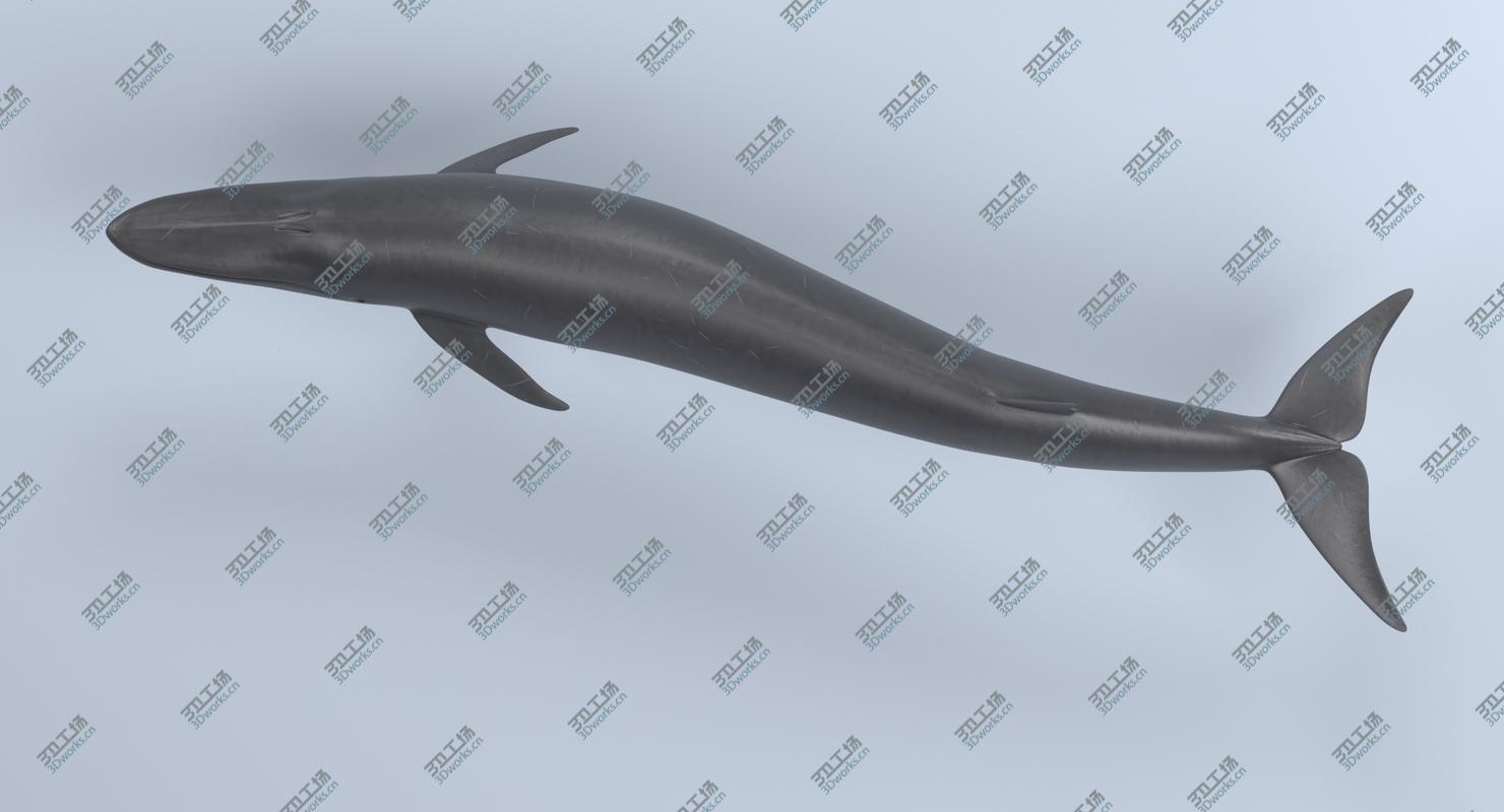 images/goods_img/2021040163/3D Fin Whale (Rigged)/3.jpg